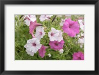 Framed Pink And White Petunias