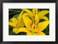 Framed Yellow Daylily