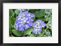 Framed Purple Mophead Hydrangea