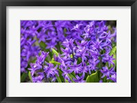 Framed Purple Hyacinth
