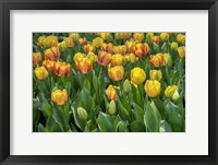 Framed Beauty Of Spring Darwin Hybrid Tulip