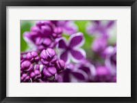 Framed Purple Lilac