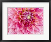 Framed Soft Pink Dahlia