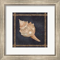 Framed 'Seashell on Navy IV' border=