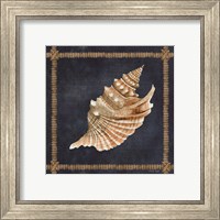 Framed 'Seashell on Navy V' border=