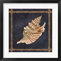 Framed 'Seashell on Navy V' border=