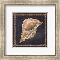 Framed 'Seashell on Navy VI' border=