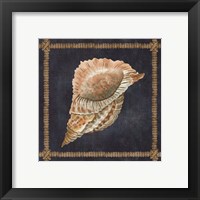 Framed 'Seashell on Navy VI' border=