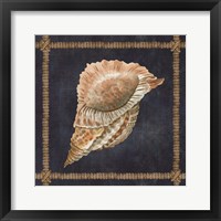 Framed 'Seashell on Navy VI' border=