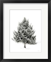 Framed Lone Pine
