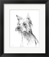 Framed 'Yorkshire Terrier Sketch' border=