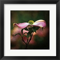 Framed Pink Dogwood I