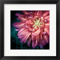 Framed Dahlia II