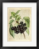 Framed Cherries, After J. Wright