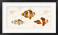 Framed Tropical fish I, After Bloch