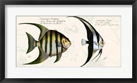 Framed Tropical fish II,  After Bloch