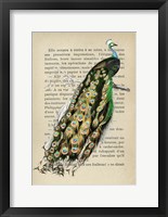 Framed Indian peafowl, After D'Orbigny