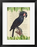 Framed Palm Cockatoo, After Levaillant