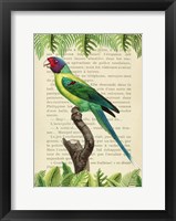 Framed Plum-Headed Parakeet, After Levaillant