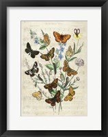 Framed European Butterflies, After Kirby