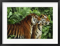 Framed Two Bengal Tigers