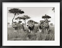 Framed Brothers, Masai Mara, Kenya
