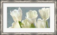 Framed White Tulips on Blue