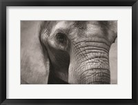 Framed Elephant