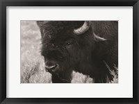 Framed Yellowstone Bison