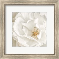 Framed 'Neutral Rose No. 3' border=