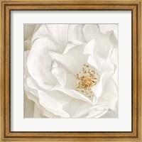 Framed 'Neutral Rose No. 3' border=