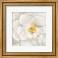 Framed 'Neutral Rose No. 4' border=