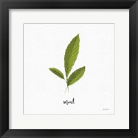 Framed Herbs VII White