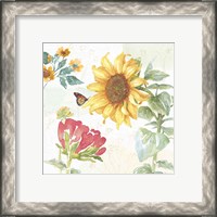 Framed 'Sunflower Splendor VIII' border=