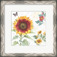 Framed 'Sunflower Splendor VII' border=