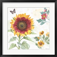 Sunflower Splendor VII Framed Print