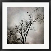 Framed Heron Rookery