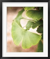 Framed Sprouting Ginkgo III