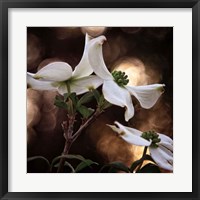 Framed White Dogwood I