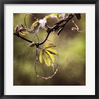 Framed Passion Flower Vine I