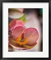 Framed Lenton Rose III