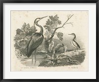 Framed French Birds I