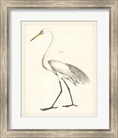 Framed 'Vintage Heron II' border=