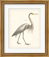 Framed Vintage Heron I