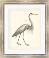 Framed 'Vintage Heron I' border=