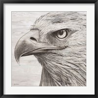 Framed Portrait of an Eagle