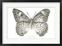 Framed Butterfly Sketch landscape I