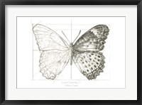 Framed Butterfly Sketch landscape II