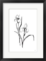 Framed Line Iris III