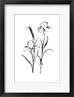 Framed Line Iris I